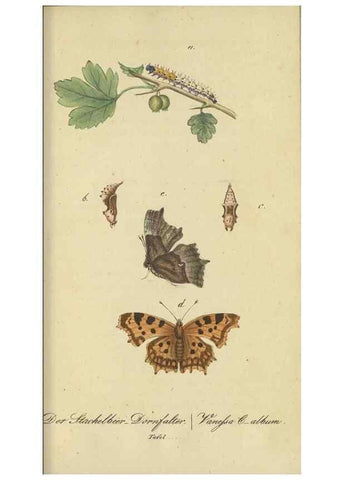 Reproducción/Reproduction 46889745155: Fauna Boica, oder, Gemeinnützige Naturgeschichte der Thiere Bayerns,. Nürnberg :In der C.H. Zeh'schen Buchhandlung,[1834]. 