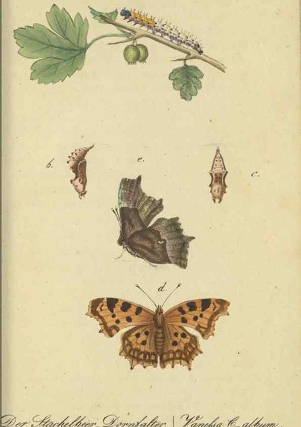 Reproducción/Reproduction 46889745155: Fauna Boica, oder, Gemeinnützige Naturgeschichte der Thiere Bayerns,. Nürnberg :In der C.H. Zeh'schen Buchhandlung,[1834]. 