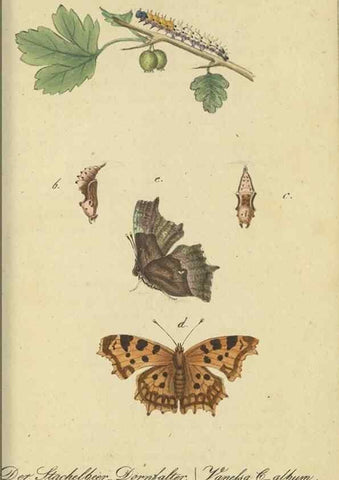 Reproducción/Reproduction 46889745155: Fauna Boica, oder, Gemeinnützige Naturgeschichte der Thiere Bayerns,. Nürnberg :In der C.H. Zeh'schen Buchhandlung,[1834]. 