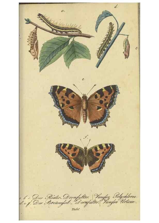 Reproducción/Reproduction 33929152408: Fauna Boica, oder, Gemeinnützige Naturgeschichte der Thiere Bayerns,. Nürnberg :In der C.H. Zeh'schen Buchhandlung,[1834]. 