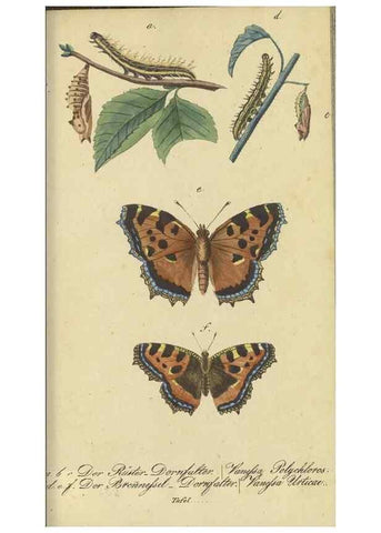 Reproducción/Reproduction 33929152408: Fauna Boica, oder, Gemeinnützige Naturgeschichte der Thiere Bayerns,. Nürnberg :In der C.H. Zeh'schen Buchhandlung,[1834]. 