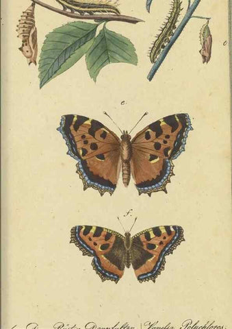 Reproducción/Reproduction 33929152408: Fauna Boica, oder, Gemeinnützige Naturgeschichte der Thiere Bayerns,. Nürnberg :In der C.H. Zeh'schen Buchhandlung,[1834]. 