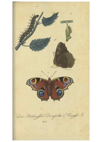 Reproducción/Reproduction 40839810423: Fauna Boica, oder, Gemeinnützige Naturgeschichte der Thiere Bayerns,. Nürnberg :In der C.H. Zeh'schen Buchhandlung,[1834]. 