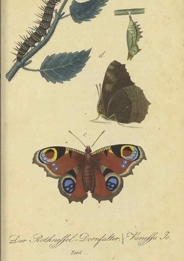 Reproducción/Reproduction 40839810423: Fauna Boica, oder, Gemeinnützige Naturgeschichte der Thiere Bayerns,. Nürnberg :In der C.H. Zeh'schen Buchhandlung,[1834]. 