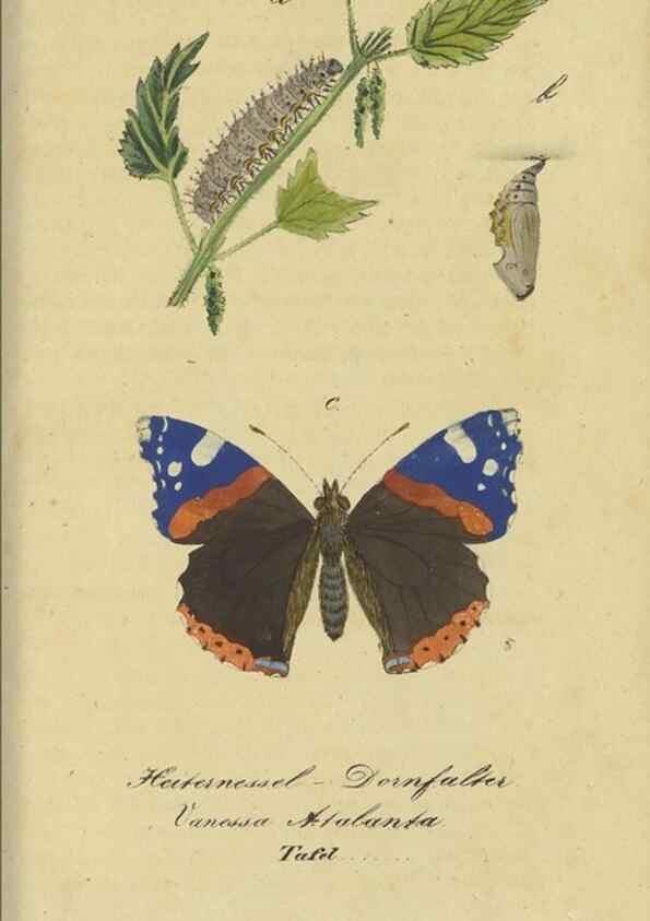 Reproducción/Reproduction 47016853024: Fauna Boica, oder, Gemeinnützige Naturgeschichte der Thiere Bayerns,. Nürnberg :In der C.H. Zeh'schen Buchhandlung,[1834]. 