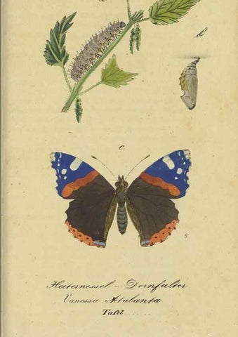 Reproducción/Reproduction 47016853024: Fauna Boica, oder, Gemeinnützige Naturgeschichte der Thiere Bayerns,. Nürnberg :In der C.H. Zeh'schen Buchhandlung,[1834]. 