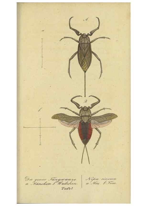 Reproducción/Reproduction 47805996981: Fauna Boica, oder, Gemeinnützige Naturgeschichte der Thiere Bayerns,. Nürnberg :In der C.H. Zeh'schen Buchhandlung,[1834]. 