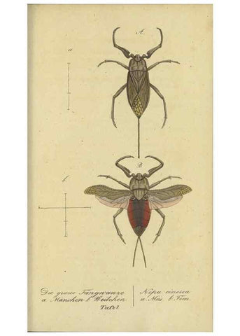 Reproducción/Reproduction 47805996981: Fauna Boica, oder, Gemeinnützige Naturgeschichte der Thiere Bayerns,. Nürnberg :In der C.H. Zeh'schen Buchhandlung,[1834]. 