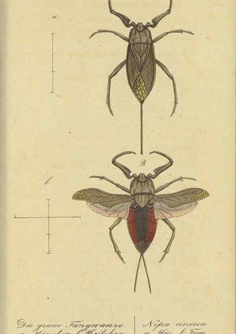 Reproducción/Reproduction 47805996981: Fauna Boica, oder, Gemeinnützige Naturgeschichte der Thiere Bayerns,. Nürnberg :In der C.H. Zeh'schen Buchhandlung,[1834]. 