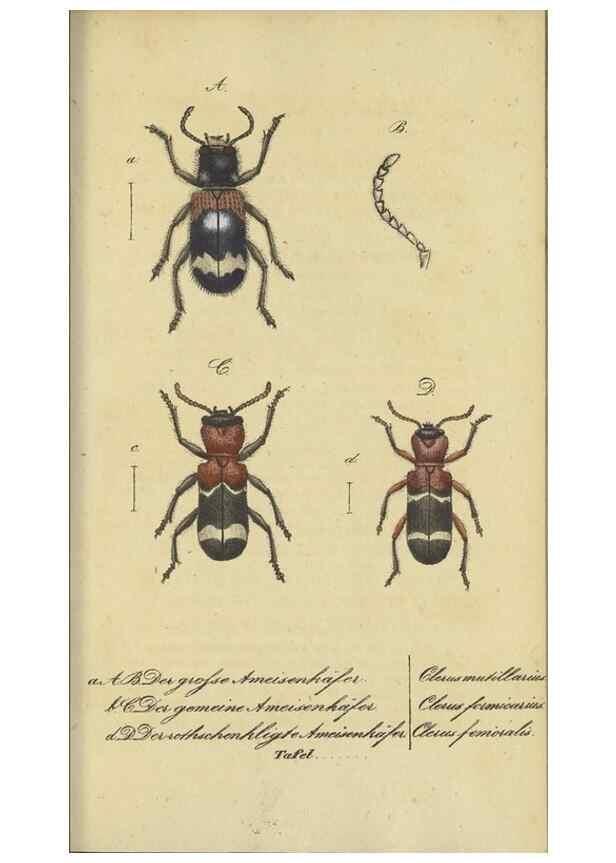 Reproducción/Reproduction 33929144528: Fauna Boica, oder, Gemeinnützige Naturgeschichte der Thiere Bayerns,. Nürnberg :In der C.H. Zeh'schen Buchhandlung,[1834]. 