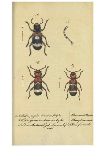 Reproducción/Reproduction 33929144528: Fauna Boica, oder, Gemeinnützige Naturgeschichte der Thiere Bayerns,. Nürnberg :In der C.H. Zeh'schen Buchhandlung,[1834]. 