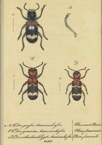 Reproducción/Reproduction 33929144528: Fauna Boica, oder, Gemeinnützige Naturgeschichte der Thiere Bayerns,. Nürnberg :In der C.H. Zeh'schen Buchhandlung,[1834]. 