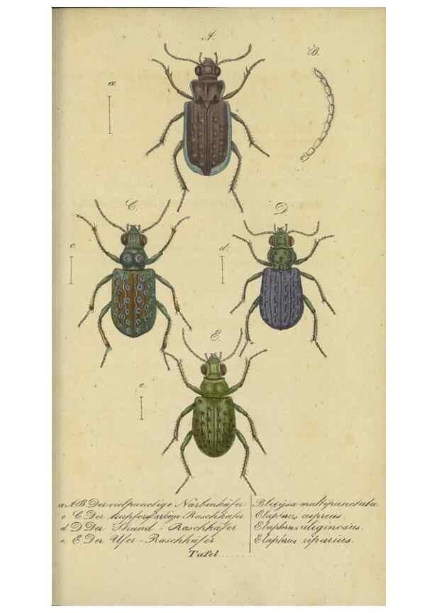 Reproducción/Reproduction 40839807153: Fauna Boica, oder, Gemeinnützige Naturgeschichte der Thiere Bayerns,. Nürnberg :In der C.H. Zeh'schen Buchhandlung,[1834]. 