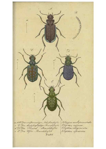 Reproducción/Reproduction 40839807153: Fauna Boica, oder, Gemeinnützige Naturgeschichte der Thiere Bayerns,. Nürnberg :In der C.H. Zeh'schen Buchhandlung,[1834]. 