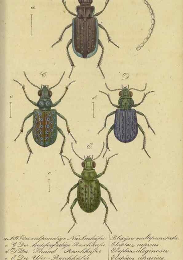 Reproducción/Reproduction 40839807153: Fauna Boica, oder, Gemeinnützige Naturgeschichte der Thiere Bayerns,. Nürnberg :In der C.H. Zeh'schen Buchhandlung,[1834]. 