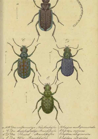 Reproducción/Reproduction 40839807153: Fauna Boica, oder, Gemeinnützige Naturgeschichte der Thiere Bayerns,. Nürnberg :In der C.H. Zeh'schen Buchhandlung,[1834]. 