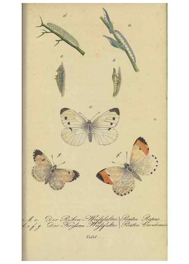 Reproducción/Reproduction 47754000442: Fauna Boica, oder, Gemeinnützige Naturgeschichte der Thiere Bayerns,. Nürnberg :In der C.H. Zeh'schen Buchhandlung,[1834]. 