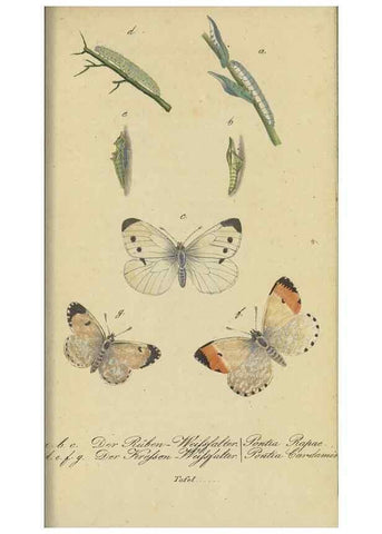 Reproducción/Reproduction 47754000442: Fauna Boica, oder, Gemeinnützige Naturgeschichte der Thiere Bayerns,. Nürnberg :In der C.H. Zeh'schen Buchhandlung,[1834]. 