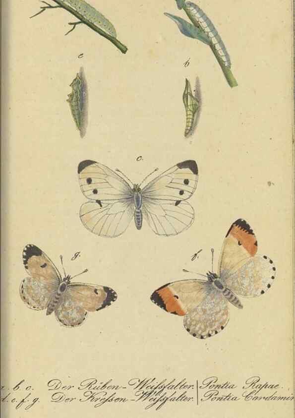 Reproducción/Reproduction 47754000442: Fauna Boica, oder, Gemeinnützige Naturgeschichte der Thiere Bayerns,. Nürnberg :In der C.H. Zeh'schen Buchhandlung,[1834]. 
