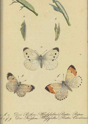 Reproducción/Reproduction 47754000442: Fauna Boica, oder, Gemeinnützige Naturgeschichte der Thiere Bayerns,. Nürnberg :In der C.H. Zeh'schen Buchhandlung,[1834]. 