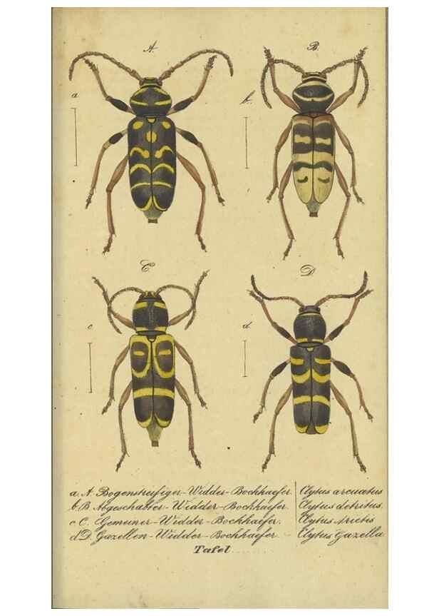 Reproducción/Reproduction 32862616197: Fauna Boica, oder, Gemeinnützige Naturgeschichte der Thiere Bayerns,. Nürnberg :In der C.H. Zeh'schen Buchhandlung,[1834]. 