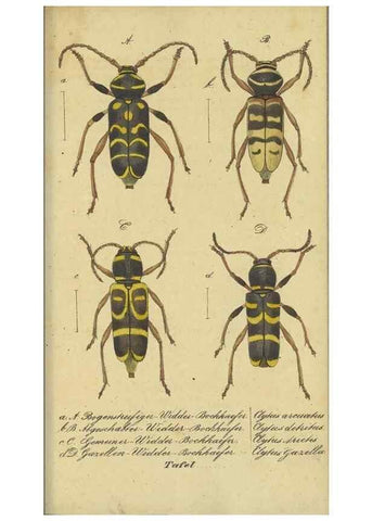 Reproducción/Reproduction 32862616197: Fauna Boica, oder, Gemeinnützige Naturgeschichte der Thiere Bayerns,. Nürnberg :In der C.H. Zeh'schen Buchhandlung,[1834]. 