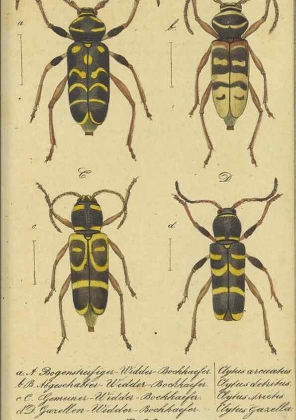 Reproducción/Reproduction 32862616197: Fauna Boica, oder, Gemeinnützige Naturgeschichte der Thiere Bayerns,. Nürnberg :In der C.H. Zeh'schen Buchhandlung,[1834]. 