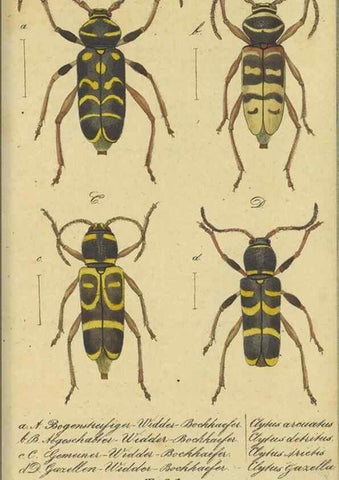 Reproducción/Reproduction 32862616197: Fauna Boica, oder, Gemeinnützige Naturgeschichte der Thiere Bayerns,. Nürnberg :In der C.H. Zeh'schen Buchhandlung,[1834]. 