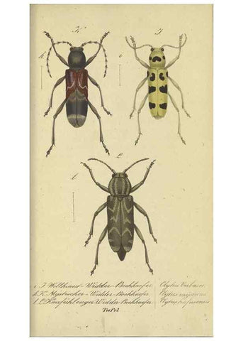 Reproducción/Reproduction 32862617627: Fauna Boica, oder, Gemeinnützige Naturgeschichte der Thiere Bayerns,. Nürnberg :In der C.H. Zeh'schen Buchhandlung,[1834]. 