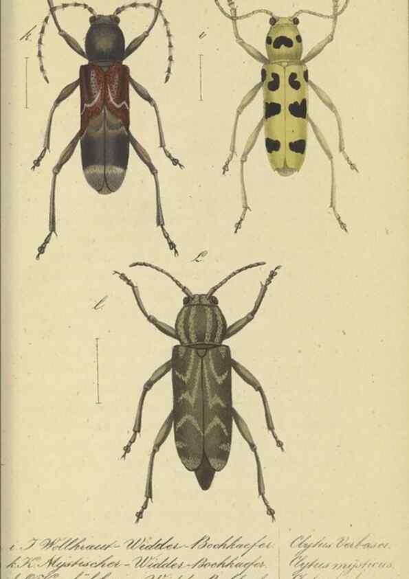 Reproducción/Reproduction 32862617627: Fauna Boica, oder, Gemeinnützige Naturgeschichte der Thiere Bayerns,. Nürnberg :In der C.H. Zeh'schen Buchhandlung,[1834]. 