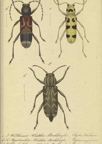 Reproducción/Reproduction 32862617627: Fauna Boica, oder, Gemeinnützige Naturgeschichte der Thiere Bayerns,. Nürnberg :In der C.H. Zeh'schen Buchhandlung,[1834]. 