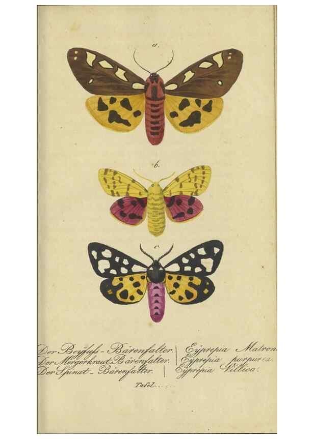 Reproducción/Reproduction 47805999571: Fauna Boica, oder, Gemeinnützige Naturgeschichte der Thiere Bayerns,. Nürnberg :In der C.H. Zeh'schen Buchhandlung,[1834]. 
