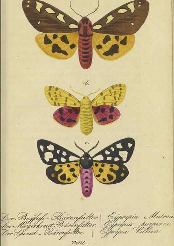 Reproducción/Reproduction 47805999571: Fauna Boica, oder, Gemeinnützige Naturgeschichte der Thiere Bayerns,. Nürnberg :In der C.H. Zeh'schen Buchhandlung,[1834]. 