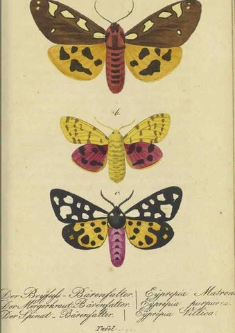 Reproducción/Reproduction 47805999571: Fauna Boica, oder, Gemeinnützige Naturgeschichte der Thiere Bayerns,. Nürnberg :In der C.H. Zeh'schen Buchhandlung,[1834]. 