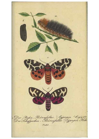 Reproducción/Reproduction 47806000011: Fauna Boica, oder, Gemeinnützige Naturgeschichte der Thiere Bayerns,. Nürnberg :In der C.H. Zeh'schen Buchhandlung,[1834]. 