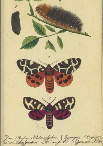 Reproducción/Reproduction 47806000011: Fauna Boica, oder, Gemeinnützige Naturgeschichte der Thiere Bayerns,. Nürnberg :In der C.H. Zeh'schen Buchhandlung,[1834]. 