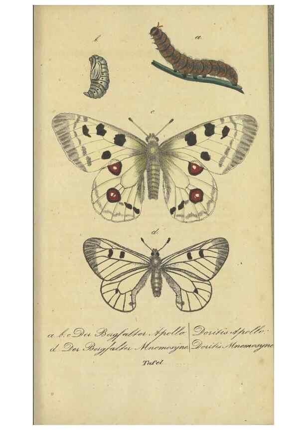 Reproducción/Reproduction 47016851284: Fauna Boica, oder, Gemeinnützige Naturgeschichte der Thiere Bayerns,. Nürnberg :In der C.H. Zeh'schen Buchhandlung,[1834]. 
