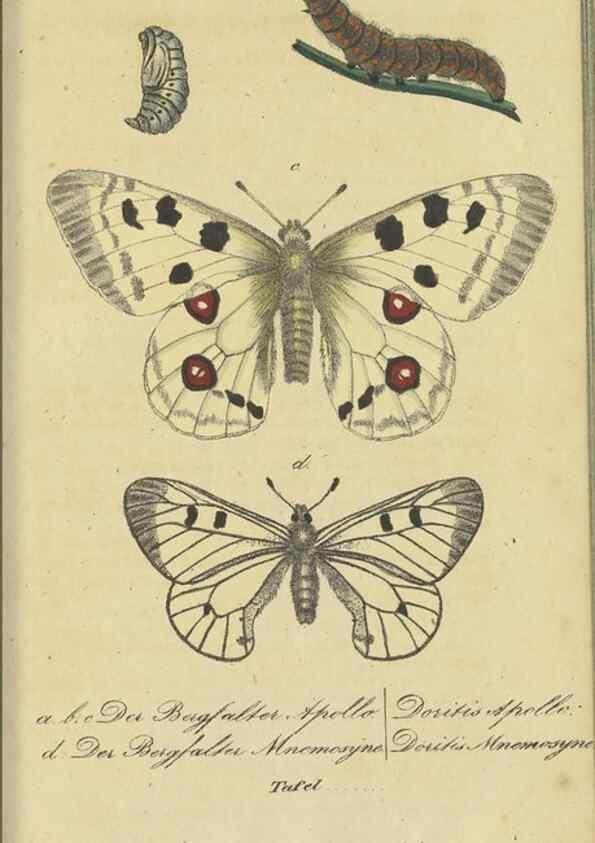 Reproducción/Reproduction 47016851284: Fauna Boica, oder, Gemeinnützige Naturgeschichte der Thiere Bayerns,. Nürnberg :In der C.H. Zeh'schen Buchhandlung,[1834]. 