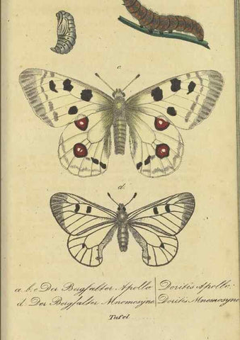 Reproducción/Reproduction 47016851284: Fauna Boica, oder, Gemeinnützige Naturgeschichte der Thiere Bayerns,. Nürnberg :In der C.H. Zeh'schen Buchhandlung,[1834]. 