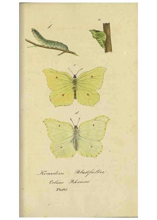 Reproducción/Reproduction 32862620827: Fauna Boica, oder, Gemeinnützige Naturgeschichte der Thiere Bayerns,. Nürnberg :In der C.H. Zeh'schen Buchhandlung,[1834]. 