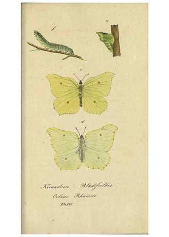 Reproducción/Reproduction 32862620827: Fauna Boica, oder, Gemeinnützige Naturgeschichte der Thiere Bayerns,. Nürnberg :In der C.H. Zeh'schen Buchhandlung,[1834]. 