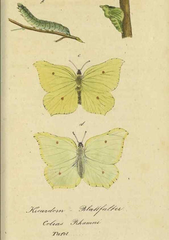 Reproducción/Reproduction 32862620827: Fauna Boica, oder, Gemeinnützige Naturgeschichte der Thiere Bayerns,. Nürnberg :In der C.H. Zeh'schen Buchhandlung,[1834]. 