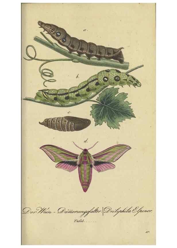 Reproducción/Reproduction 47806001711: Fauna Boica, oder, Gemeinnützige Naturgeschichte der Thiere Bayerns,. Nürnberg :In der C.H. Zeh'schen Buchhandlung,[1834]. 