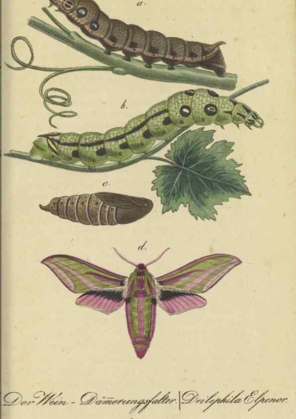 Reproducción/Reproduction 47806001711: Fauna Boica, oder, Gemeinnützige Naturgeschichte der Thiere Bayerns,. Nürnberg :In der C.H. Zeh'schen Buchhandlung,[1834]. 