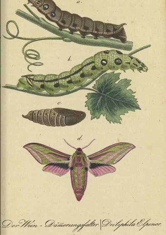 Reproducción/Reproduction 47806001711: Fauna Boica, oder, Gemeinnützige Naturgeschichte der Thiere Bayerns,. Nürnberg :In der C.H. Zeh'schen Buchhandlung,[1834]. 