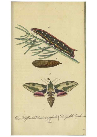 Reproducción/Reproduction 47753991742: Fauna Boica, oder, Gemeinnützige Naturgeschichte der Thiere Bayerns,. Nürnberg :In der C.H. Zeh'schen Buchhandlung,[1834]. 