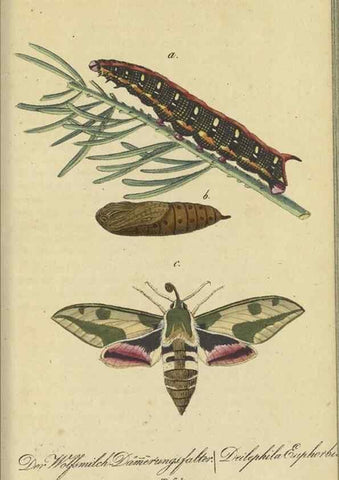 Reproducción/Reproduction 47753991742: Fauna Boica, oder, Gemeinnützige Naturgeschichte der Thiere Bayerns,. Nürnberg :In der C.H. Zeh'schen Buchhandlung,[1834]. 