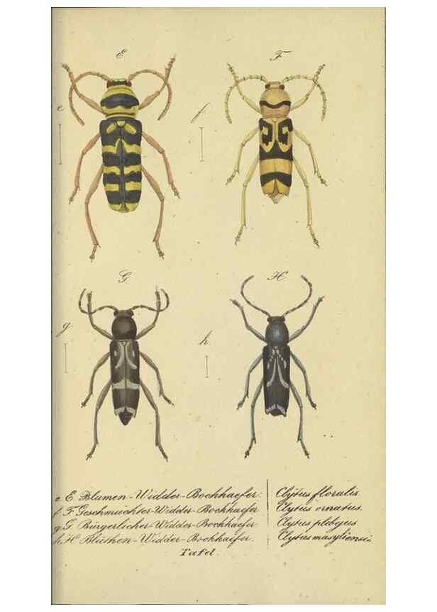 Reproducción/Reproduction 40839807823: Fauna Boica, oder, Gemeinnützige Naturgeschichte der Thiere Bayerns,. Nürnberg :In der C.H. Zeh'schen Buchhandlung,[1834]. 