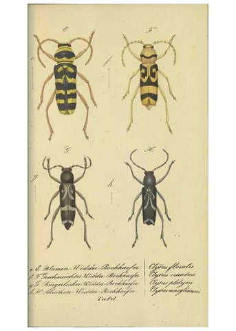 Reproducción/Reproduction 40839807823: Fauna Boica, oder, Gemeinnützige Naturgeschichte der Thiere Bayerns,. Nürnberg :In der C.H. Zeh'schen Buchhandlung,[1834]. 