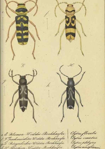 Reproducción/Reproduction 40839807823: Fauna Boica, oder, Gemeinnützige Naturgeschichte der Thiere Bayerns,. Nürnberg :In der C.H. Zeh'schen Buchhandlung,[1834]. 